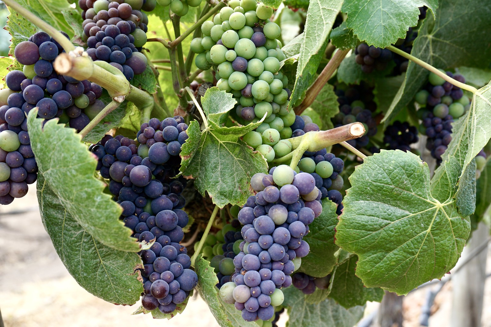 Valle De Casablanca Una De Las Capitales Mundiales Del Vino Apuntes 
